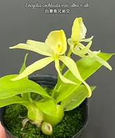 Prosthechea cochleata var. alba — Blooming size (Young)