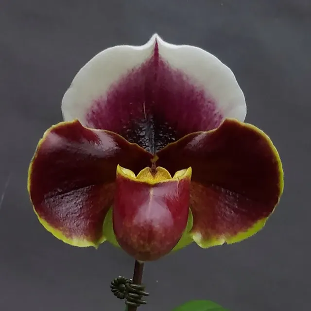 Paphiopedilum Red Meatloaf