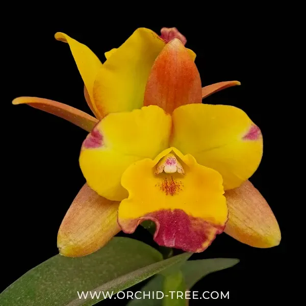 Cattleya Chomyong Fairy (Cattleya)