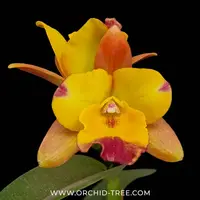 Cattleya (Rth.) Chomyong Fairy Orchid Plant - FF