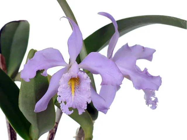 Cattleya maxima f coerulea x f coerulea 'Ingrid' (Cattleya)