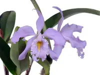 Cattleya maxima f. coerulea 'Ingrid' x f. coerulea 'Angelo'