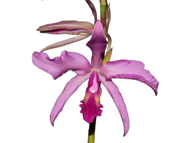 Laeliocattleya El Ranchito (Laeliocattleya)