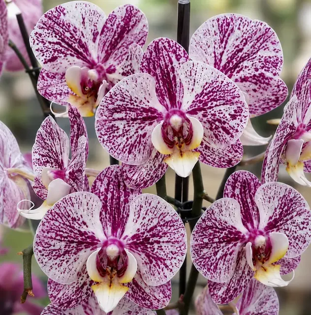 Phalaenopsis Crimson Splash (Phalaenopsis)
