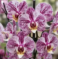 Phalaenopsis Crimson Splash Blooming Size