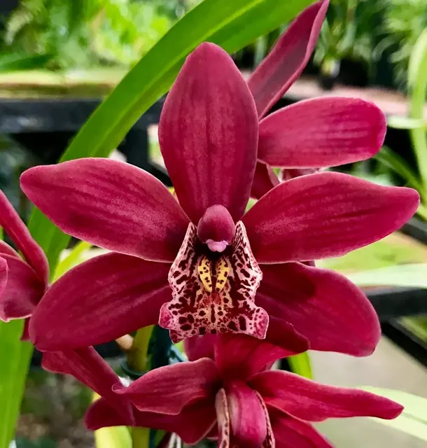 Cymbidium Strathdon 'Chailey Red' (Cymbidium)