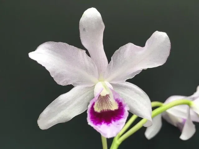 Cattleya bowringiana 'One in a Million' (Cattleya)