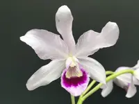 Cattleya bowringiana var. semi-alba (var. semi-alba 'One in a Million' JC/AOS x self)