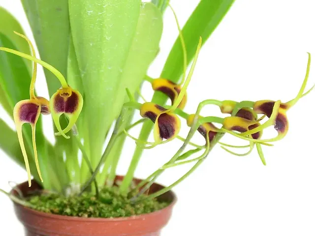 Masdevallia lata (Masdevallia)