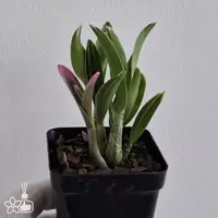 [Bare-root] Den. kingianum 'Koinosijikko' 澳洲石斛紅鳥嘴 [2.4" BS][Jun in stock]