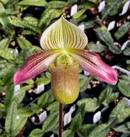 Paphiopedilum urbanianum x violascens
