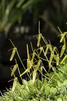 Barbosella dussenii (Large)