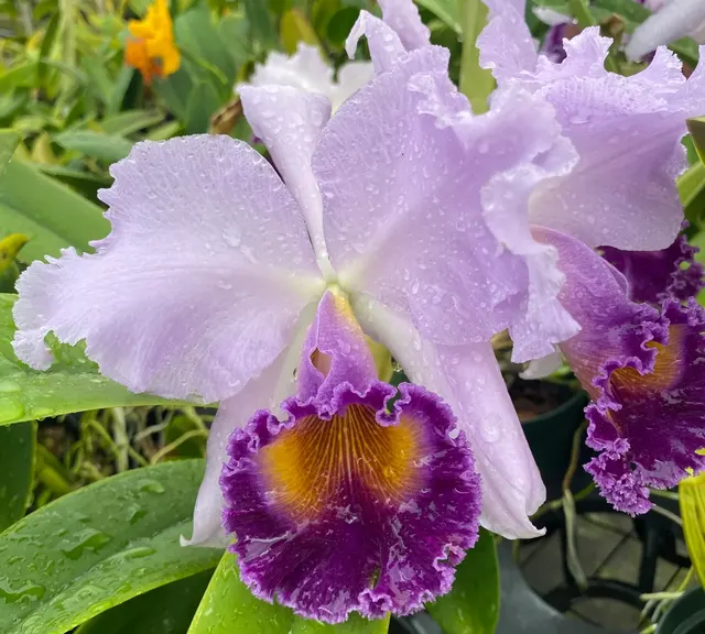 Cattleya Dinard 'Blue Heaven' (Cattleya)