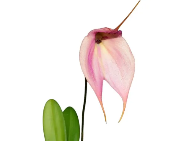 Masdevallia Otto Roblero (Masdevallia)