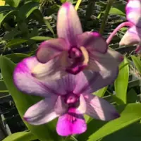 Dendrobium Orchid Pop's Eye New Mature Bushy Plant - Ready To Flower