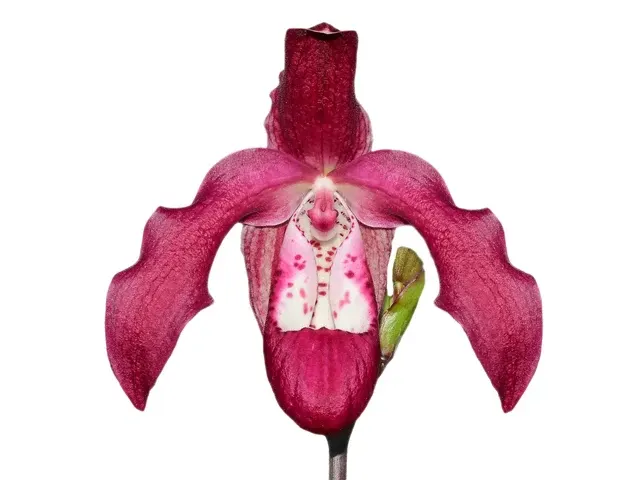 Phragmipedium Gualaceo (Phragmipedium)
