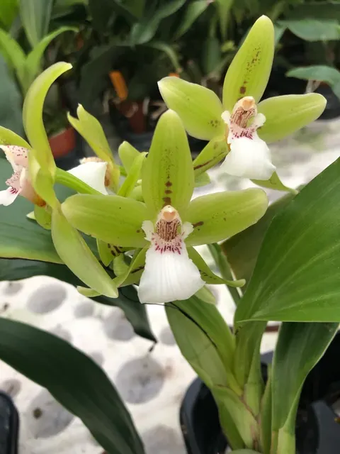Propetalum Hans