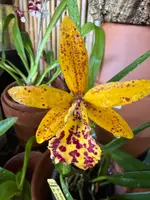 BC. Rustic Spots 'H&R' (Bc. Richard Mueller x C. Landate) — Not Currently In Bloom or Spike