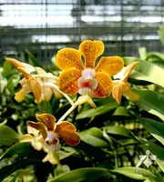 Vanda denisoniana x bensonii (Vanda Srisuk)