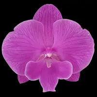Phalaenopsis Fangmei Red Wine 2.5"