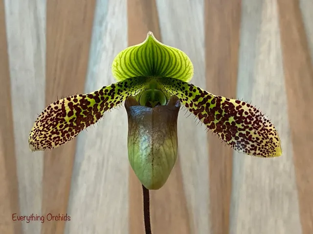 Paphiopedilum Duguesclin