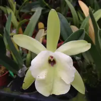 Rhyncholaelia glauca (syn. Brassavola glauca)