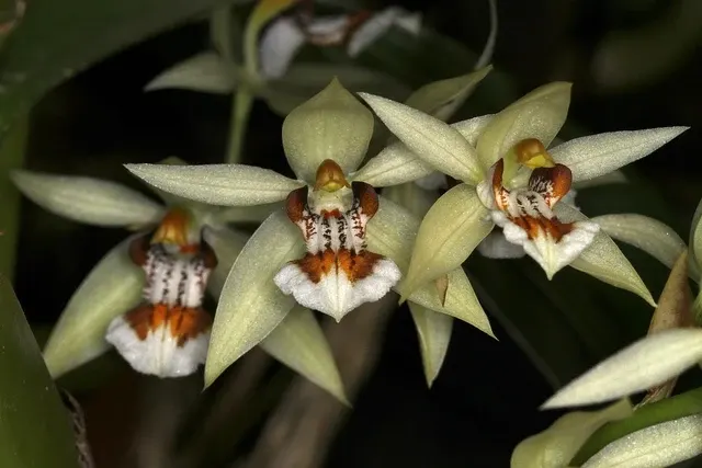 Coelogyne lentiginosa (Coelogyne)