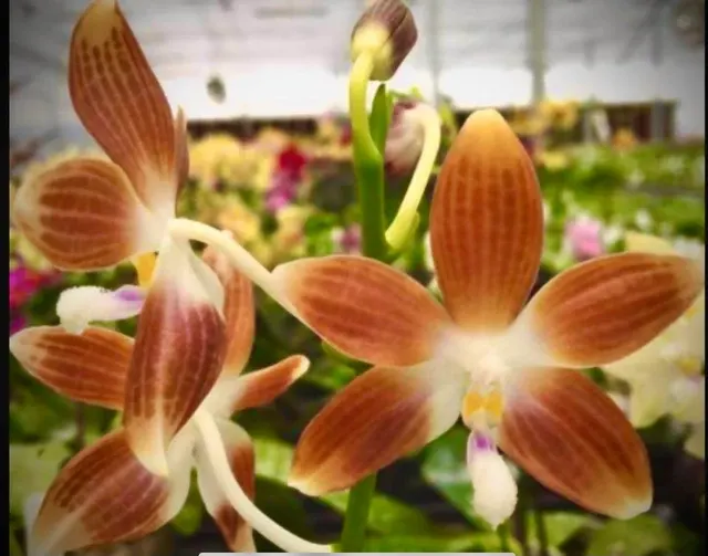 Phalaenopsis testraspis 'Coffee'