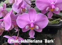 Phal. schilleriana (dark selected) (MC) (YLM405) (Phalaenopsis - Phalaenopsis - schilleriana )