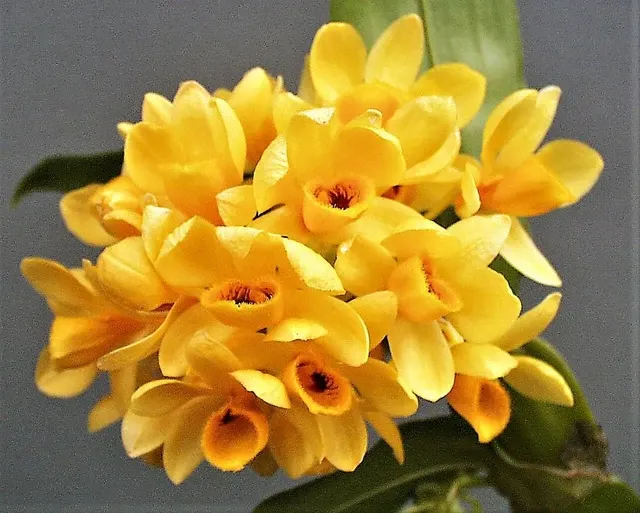 Dendrobium Sulcatum Flowering Size
