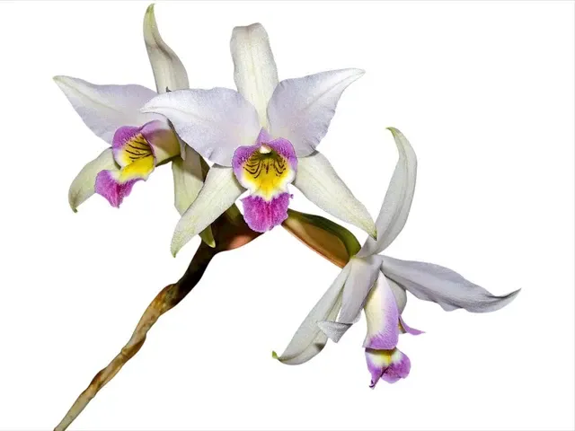 Laelia anceps f coerulea (Laelia)