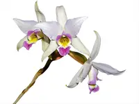 Laelia anceps f. coerulea