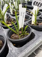 Luisia brachystachys