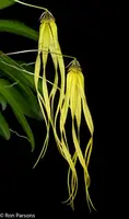 Bulbophyllum thiurum