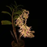 Dendrobium amethystoglossum