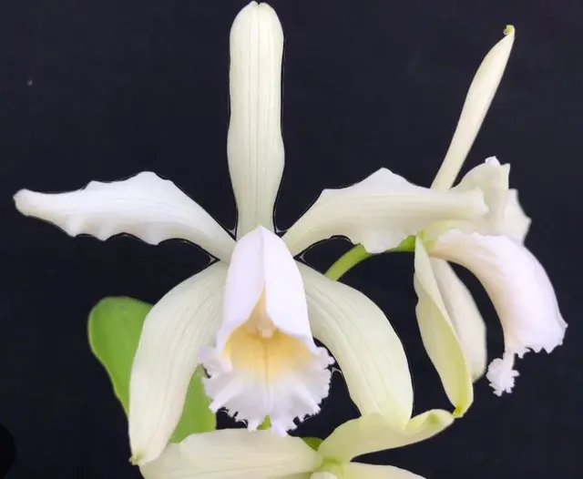Cattleya forbesii var alba