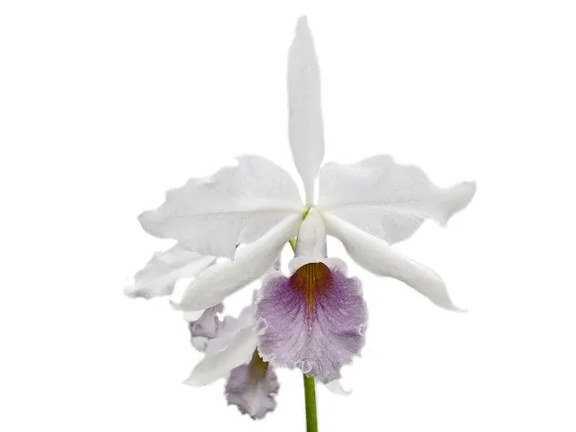 Cattleya Adrienne De Wavrin F. Coerulea (Cattleya)