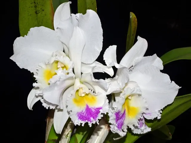 Cattleya mossiae semialba x 'Mount Whitney'