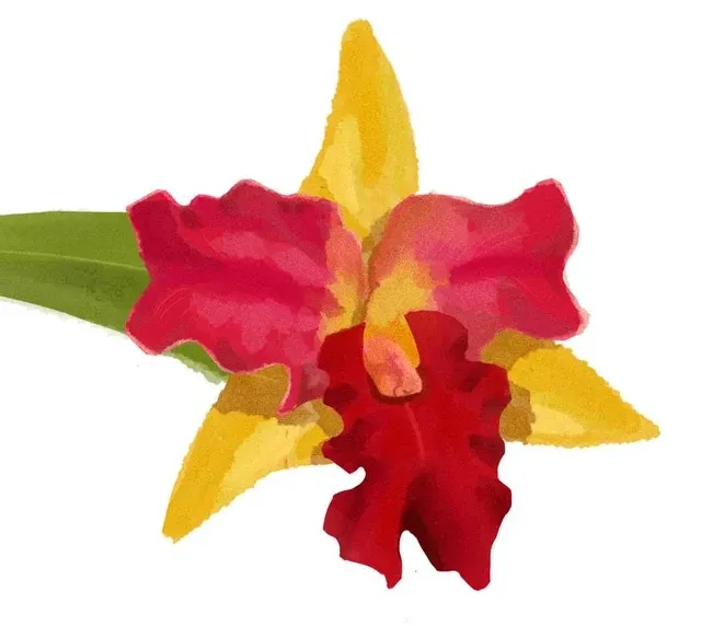 Cattleya Rlc. Amazing Thailand ‘Red Star’ (Cattleya)