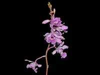 Myrmecophila humboldtii