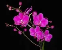 Phal. Queen Beer 'Red Sky' (PM 80) (Hybrid)