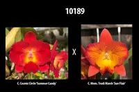 Mini Cattleya