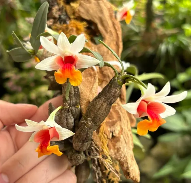 Dendrobium trankimianum (Dendrobium)