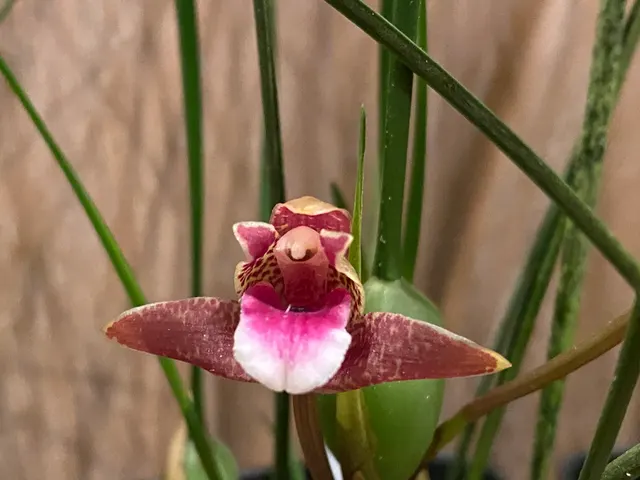 Maxillaria sanguinea 'Willie'
