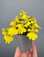 Psygmorchis pusilla (Big Plant) — No