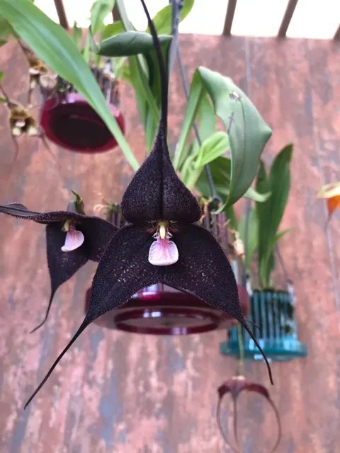 Dracula roezlii 'black'