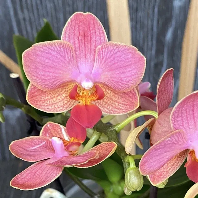Phalaenopsis Morocco