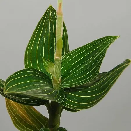 Ludisia discolor var alba 'Gold Vein' (Ludisia)