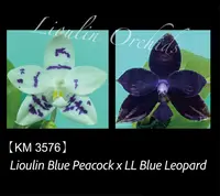 Phal. Lioulin Blue Peacock x LL Blue Leopard (3576)