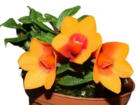 Dendrobium Swiss Mountain Palace 'Pepe'